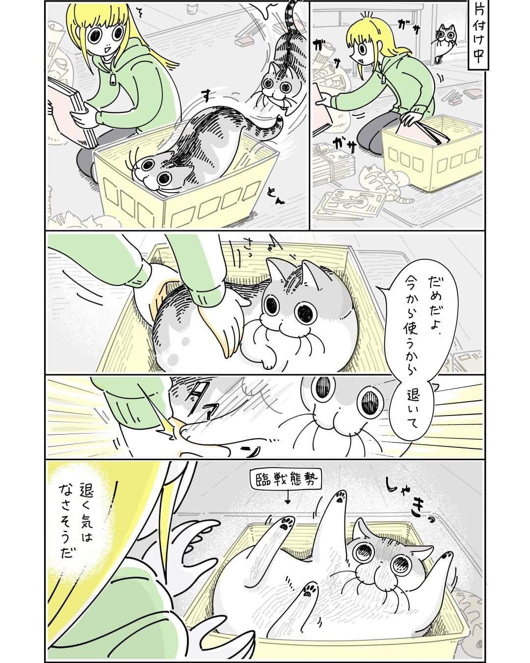 キュルZのインスタグラム：「ネコと箱を奪い合う  #キュルガ #夜は猫といっしょ #猫 #cat #猫漫画 #猫のいる暮らし」