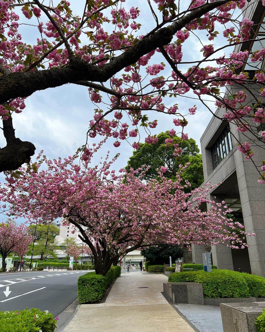 牛窪万里子さんのインスタグラム写真 - (牛窪万里子Instagram)「今日は赤坂見附へ！  弁慶橋を渡り紀尾井町の方に歩く途中の歩道に八重桜の並木があります！  毎年楽しみにしている季節が今年も来ました♪(๑˃̵ᴗ˂̵)  豪華な八重桜の並木通りを歩くだけで気分が舞い上がります！  満開は来週あたりですね。 お勧めスポットです♪  #八重桜 #赤坂見附 #弁慶橋 #お勧めスポット」4月8日 20時13分 - mariko_ushikubo