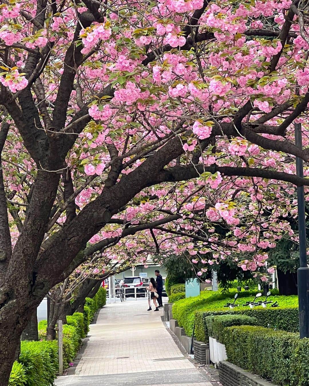牛窪万里子さんのインスタグラム写真 - (牛窪万里子Instagram)「今日は赤坂見附へ！  弁慶橋を渡り紀尾井町の方に歩く途中の歩道に八重桜の並木があります！  毎年楽しみにしている季節が今年も来ました♪(๑˃̵ᴗ˂̵)  豪華な八重桜の並木通りを歩くだけで気分が舞い上がります！  満開は来週あたりですね。 お勧めスポットです♪  #八重桜 #赤坂見附 #弁慶橋 #お勧めスポット」4月8日 20時13分 - mariko_ushikubo