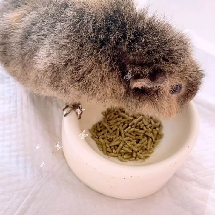 お茶の水うらんのインスタグラム