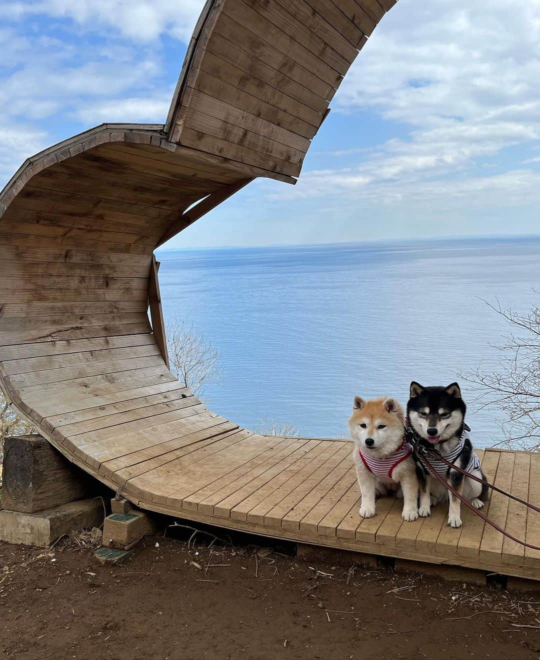 豆柴なつ&ふゆのインスタグラム