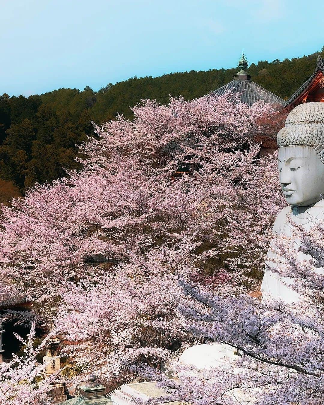 Berlin Tokyoさんのインスタグラム写真 - (Berlin TokyoInstagram)「A temple hidden deep in the mountains covered with cherry blossoms in full bloom. . . . #hellofrom Nara #japan」4月8日 20時21分 - tokio_kid