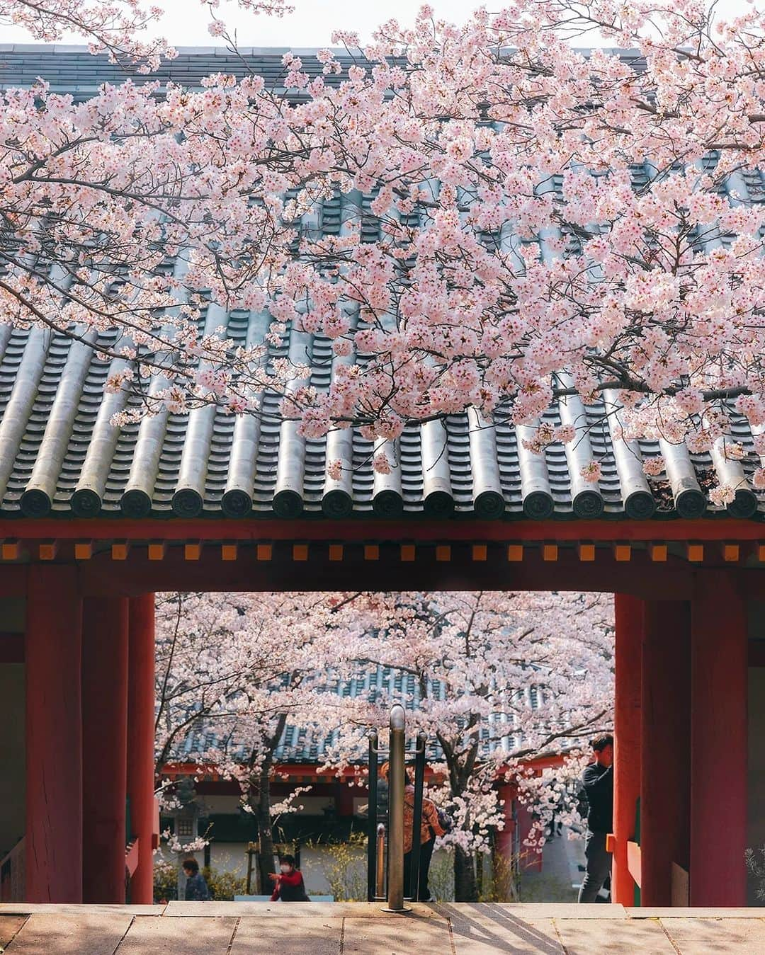 Berlin Tokyoさんのインスタグラム写真 - (Berlin TokyoInstagram)「A temple hidden deep in the mountains covered with cherry blossoms in full bloom. . . . #hellofrom Nara #japan」4月8日 20時21分 - tokio_kid