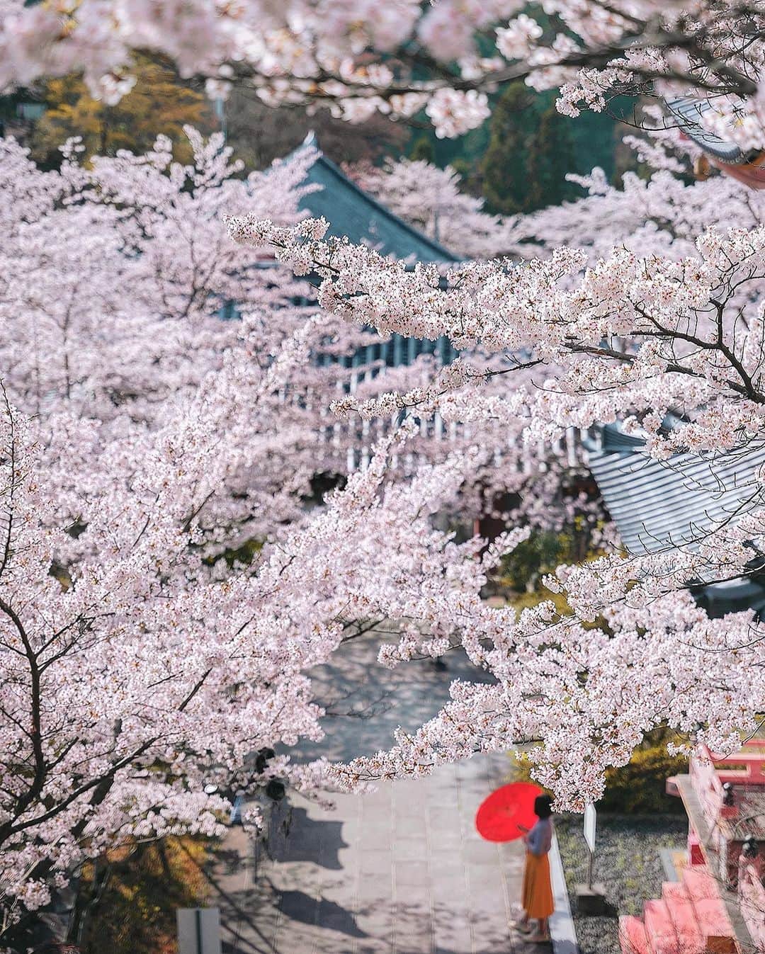 Berlin Tokyoさんのインスタグラム写真 - (Berlin TokyoInstagram)「A temple hidden deep in the mountains covered with cherry blossoms in full bloom. . . . #hellofrom Nara #japan」4月8日 20時21分 - tokio_kid