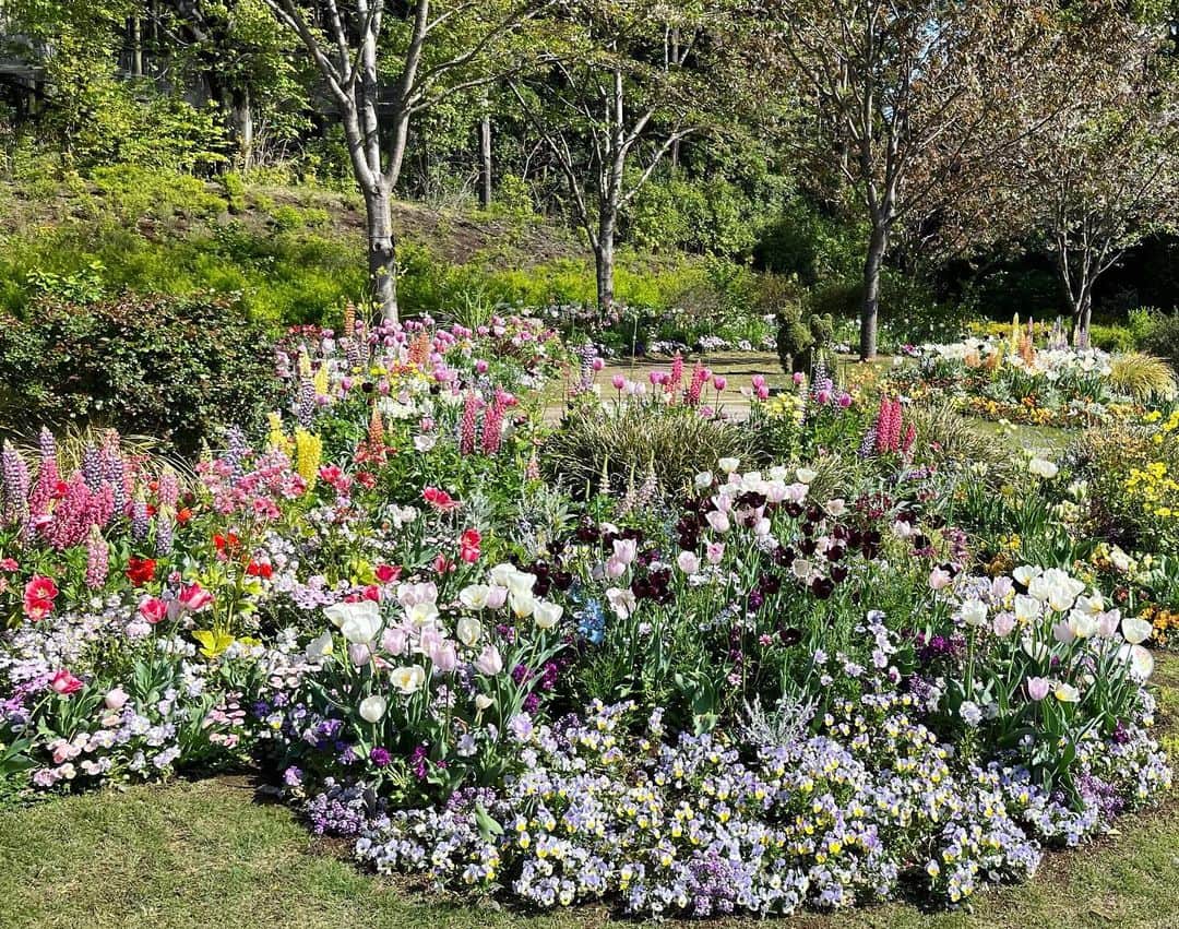 三上真史さんのインスタグラム写真 - (三上真史Instagram)「里山ガーデン チューリップも咲き誇っております！  そして本日のトークイベント、青空のもと開催できました。 たくさんの皆様にお集まりいただきありがとうございました！ #里山ガーデンフェスタ #ガーデンネックレス横浜」4月8日 20時22分 - engeiouji