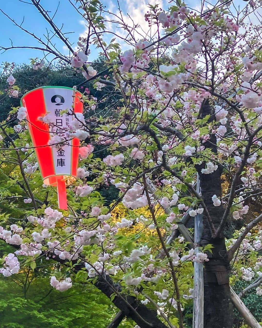 あやちゃんさんのインスタグラム写真 - (あやちゃんInstagram)「ぎりっぎりのお花見🌸🍃  ここ以外緑だった🥺 屋台はたくさんあって楽しかったよ🍻😋  #上野恩賜公園 #上野公園 #桜スポット #桜並木 #桜まつり #お花見 #お花見スポット #お花見コーデ #大人コーデ #大人かわいい #ハーフアップアレンジ #ワンホンヘア #韓国ファッション」4月8日 20時23分 - aya.you.love.r