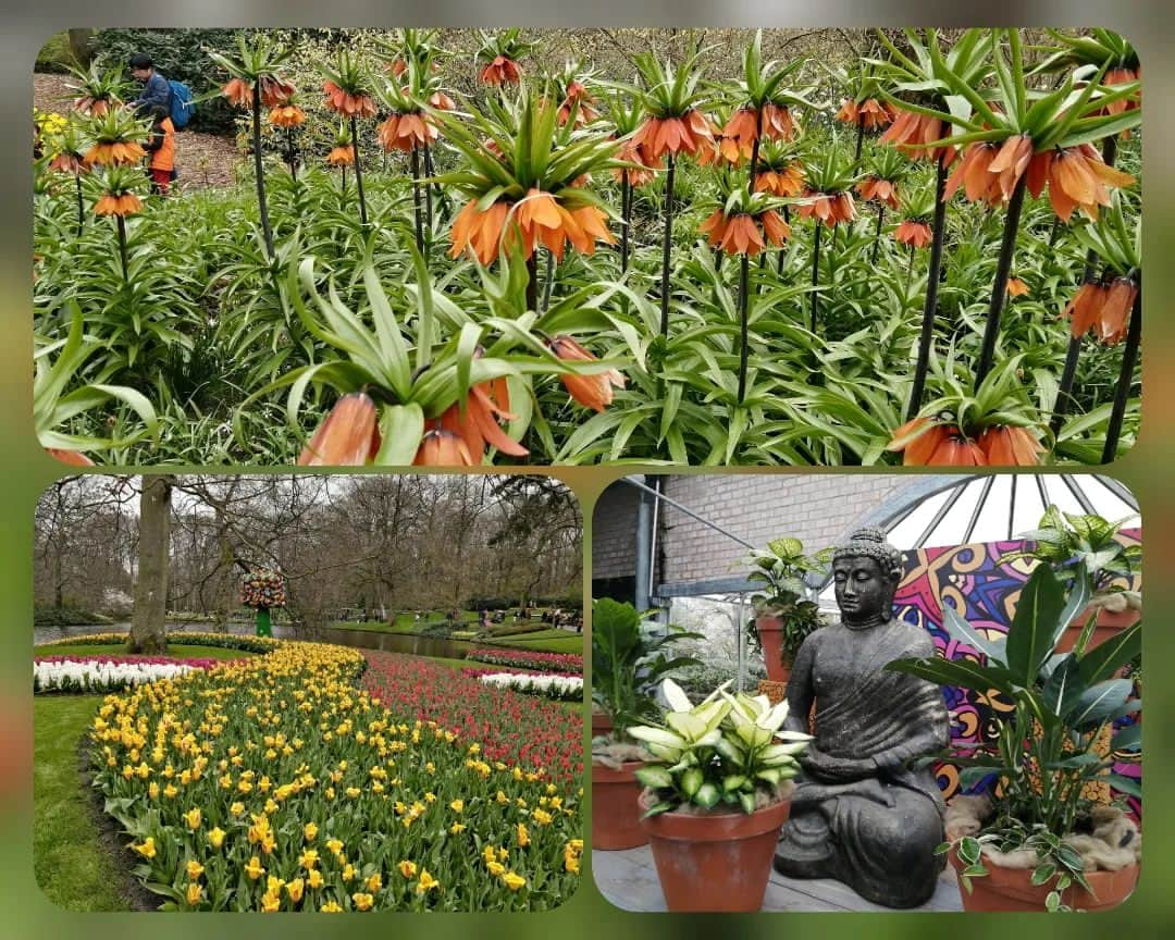 福間洸太朗さんのインスタグラム写真 - (福間洸太朗Instagram)「Souvenirs in De Keukenhof🌷  This place is famous for the tulips garden. Every year, more than 7 million flower bulbs are planted by hand in the autumn to flower in spring. There is a variety of 800 different tulips!  But the weather has been quite cold here, so some sections weren't bloomed yet. But I enjoyed seeing various tulips and other flowers including Sakura🌸!  オランダのキューケンホフ公園は広大なチューリップガーデンが有名で、今回の滞在中にぜひ行きたいと思って来たのですが、結構寒くてまだ外にあるチューリップの花はあまり咲いてませんでした。😅でもヒヤシンスや桜、室内のチューリップなどを見れましたし、初めて風車を登ったり公園散策を楽しみました。  #Keukenhof #Tulips #Hyacint #Sakura #キューケンホフ公園 #チューリップ #ヒヤシンス #さくら #春よ来い」4月8日 20時31分 - kotarofsky