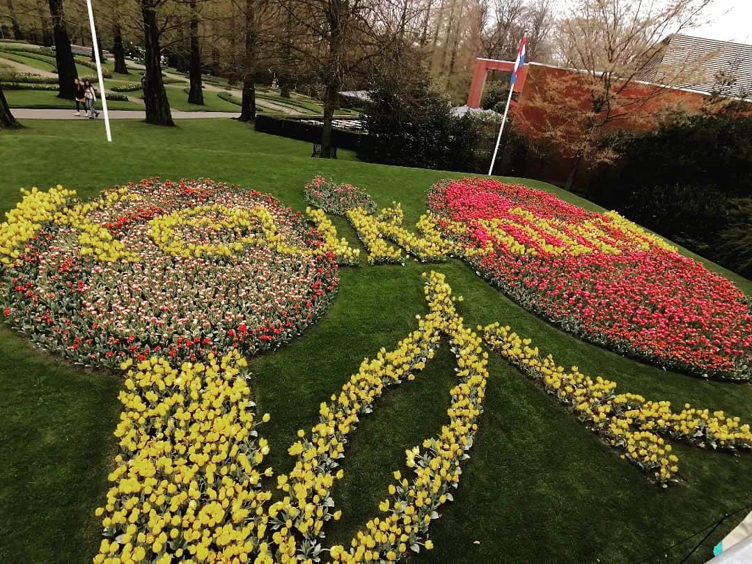 福間洸太朗さんのインスタグラム写真 - (福間洸太朗Instagram)「Souvenirs in De Keukenhof🌷  This place is famous for the tulips garden. Every year, more than 7 million flower bulbs are planted by hand in the autumn to flower in spring. There is a variety of 800 different tulips!  But the weather has been quite cold here, so some sections weren't bloomed yet. But I enjoyed seeing various tulips and other flowers including Sakura🌸!  オランダのキューケンホフ公園は広大なチューリップガーデンが有名で、今回の滞在中にぜひ行きたいと思って来たのですが、結構寒くてまだ外にあるチューリップの花はあまり咲いてませんでした。😅でもヒヤシンスや桜、室内のチューリップなどを見れましたし、初めて風車を登ったり公園散策を楽しみました。  #Keukenhof #Tulips #Hyacint #Sakura #キューケンホフ公園 #チューリップ #ヒヤシンス #さくら #春よ来い」4月8日 20時31分 - kotarofsky