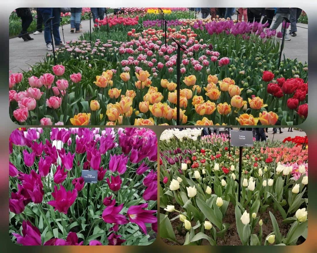 福間洸太朗さんのインスタグラム写真 - (福間洸太朗Instagram)「Souvenirs in De Keukenhof🌷  This place is famous for the tulips garden. Every year, more than 7 million flower bulbs are planted by hand in the autumn to flower in spring. There is a variety of 800 different tulips!  But the weather has been quite cold here, so some sections weren't bloomed yet. But I enjoyed seeing various tulips and other flowers including Sakura🌸!  オランダのキューケンホフ公園は広大なチューリップガーデンが有名で、今回の滞在中にぜひ行きたいと思って来たのですが、結構寒くてまだ外にあるチューリップの花はあまり咲いてませんでした。😅でもヒヤシンスや桜、室内のチューリップなどを見れましたし、初めて風車を登ったり公園散策を楽しみました。  #Keukenhof #Tulips #Hyacint #Sakura #キューケンホフ公園 #チューリップ #ヒヤシンス #さくら #春よ来い」4月8日 20時31分 - kotarofsky