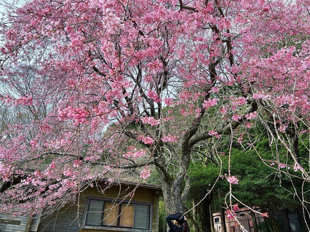 あたらしい女の子さんのインスタグラム写真 - (あたらしい女の子Instagram)「ヤマザクラ  本物の山に生えてる桜がみたいと 君は言った」4月8日 20時39分 - atarashiionnanoko