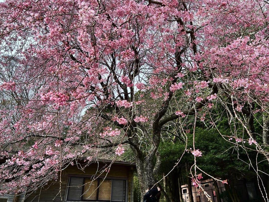 あたらしい女の子さんのインスタグラム写真 - (あたらしい女の子Instagram)「ヤマザクラ  本物の山に生えてる桜がみたいと 君は言った」4月8日 20時39分 - atarashiionnanoko