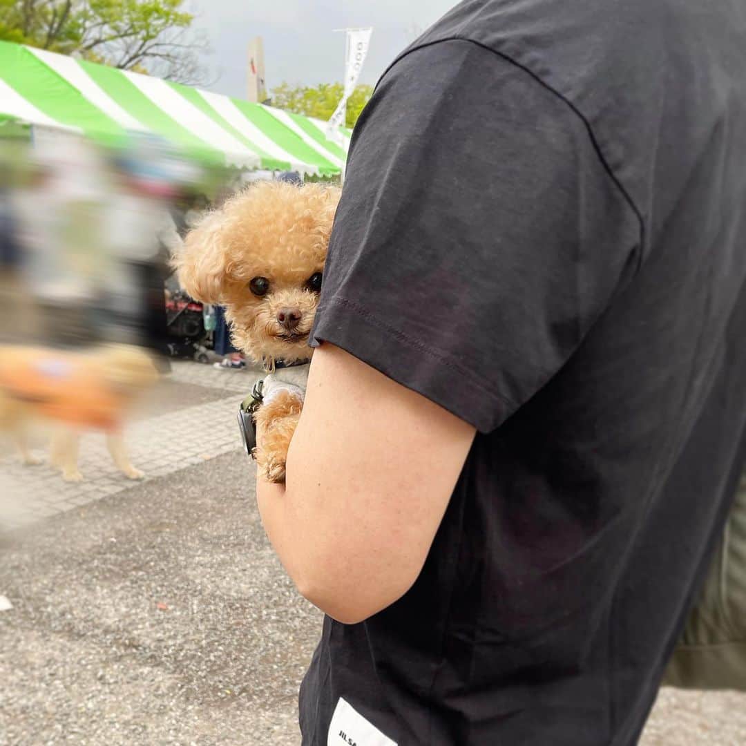 ふわのインスタグラム：「こそっと。 滞在時間20分くらい…笑  #toypoodle#toypoodlegram#dogsofinstagram#instadog#doglover#doglife#cutedog#dog#fuwamama#ふわもこのふわ#ふわ#トイプードル#ふわもこ部#犬バカ部#親バカ部#犬のいる暮らし#いぬすたぐらむ#わんわんカーニバル#2023」