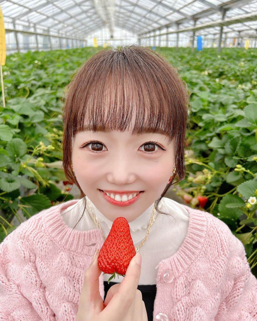 小日向夏実のインスタグラム：「🍓🌸  ちょっと前なんだけどお気に入りの農園にまた行ってきたお写真🥳  ファンの子から頂いたいちごのイヤリングにピンクニット🫧  #いちご狩り #ピンクコーデ #お団子ヘア #いちごスイーツ #観光 #🍓」