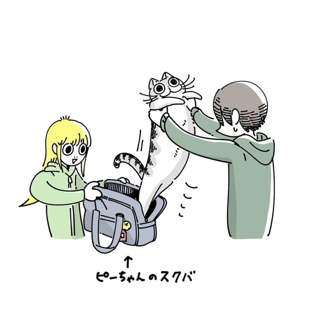 キュルZのインスタグラム：「ネコとカバンを奪い合う  #キュルガ #夜は猫といっしょ #猫 #cat #猫のいる暮らし」