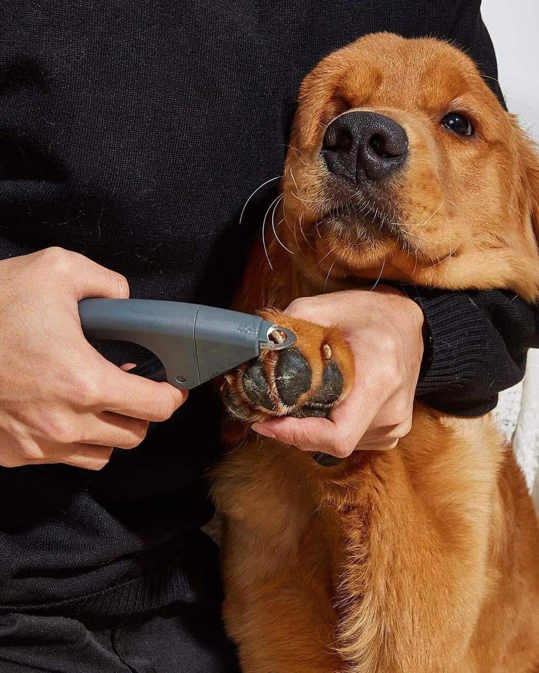 SHEINのインスタグラム：「Your pupper deserves the paw-fect trim 🐾✂ Get them looking fur-esh with our pet grooming tools 🐶  🔎10804301 1956606 9871646  #SHEIN #SHEINforAll #SHEINstyle #fashion #chic」