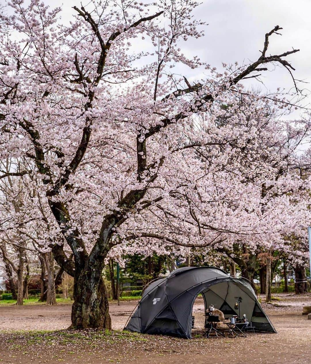 UNBY GENERAL GOODS STOREさんのインスタグラム写真 - (UNBY GENERAL GOODS STOREInstagram)「桜とキャンプ、桜とコーヒー。 1年にちょっとだけの季節。 みなさんのお写真でUNBYのタイムラインにも桜を咲かせていただきました。 キャンプって、季節を喜ぶ遊びですね☺️   @mameocoffee さま、シェルターGの最高写真、ありがとうございます！ ・・・ ⁡ “お花見コーヒー🌸” ⁡ 雨で桜が散ってしまうかなあと思ったら午後からいきなりの晴れ。 ⁡ このタイミングは逃してはいけないと思い急いで準備。 ⁡ 家のすぐ裏の公園に桜の木が結構あるんですけど、いい感じのところにポツンと一本だけある桜の下でコーヒー飲みたくなりまして。 ⁡ 花見をしながらのコーヒータイム。 ⁡ 良き時間でした🍀 ⁡ ⁡ ⁡ ⁡ Happy Coffee Life🍀 #mameocoffee  ⁡ ⁡ ⁡#お花見コーヒー  #外コーヒー #campcoffee  #シェルターg  #shelterg  #アウトドアコーヒー  #キャンプコーヒー  #campzine掲載希望  #camphack取材  #コーヒー器具 #coffeegear  #コーヒーのある暮らし #コーヒーのある生活 #coffeelifestyle  #コーヒー好きな人と繋がりたい  #coffeetime #珈琲時間  #nocoffeenolife  #brewmethods」4月8日 20時55分 - unby_official