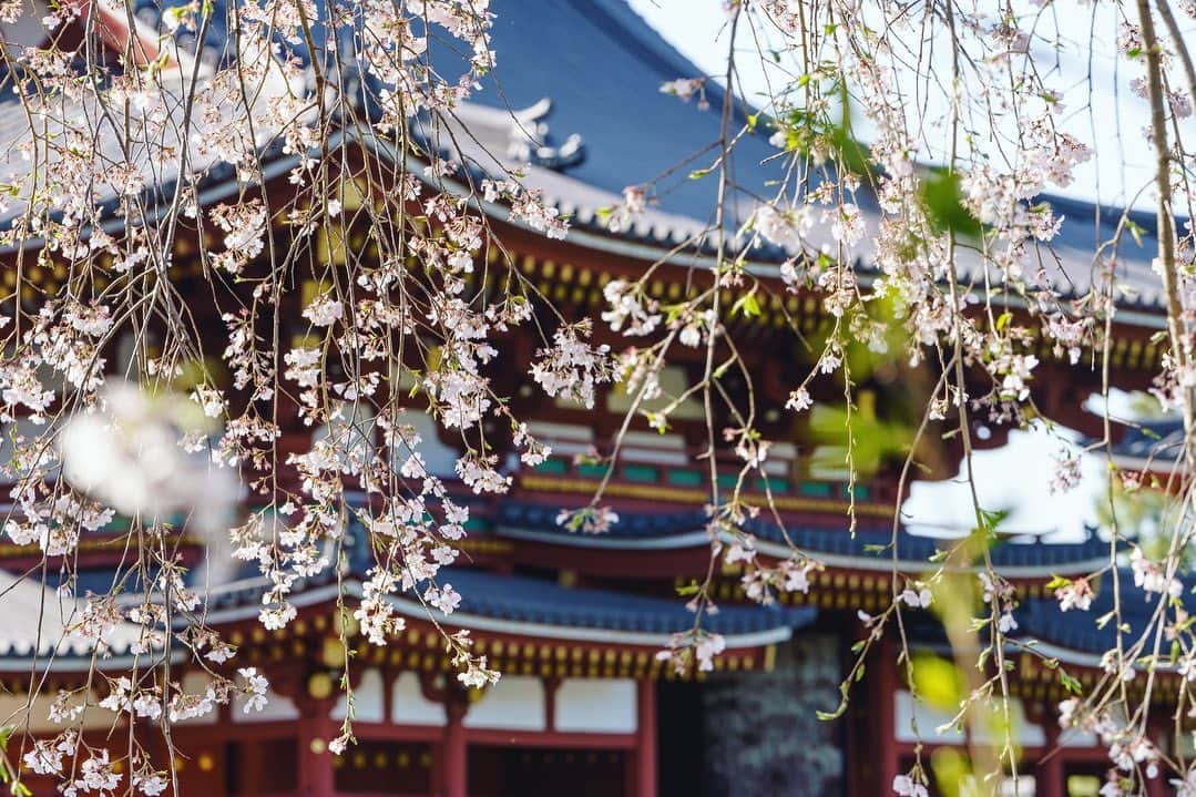 京都いいとこフォトさんのインスタグラム写真 - (京都いいとこフォトInstagram)「. 世界遺産・平等院。 桜に囲まれた鳳凰堂の姿は、日本の美を感じさせます。 . World Heritage Byodo-in Temple. The appearance of Phoenix Hall surrounded by cherry blossoms makes you feel the beauty of Japan. . Date:2023.3.28 Location:#平等院 #byodoin Photo:@iharalba .」4月8日 20時57分 - kyoto_iitoko
