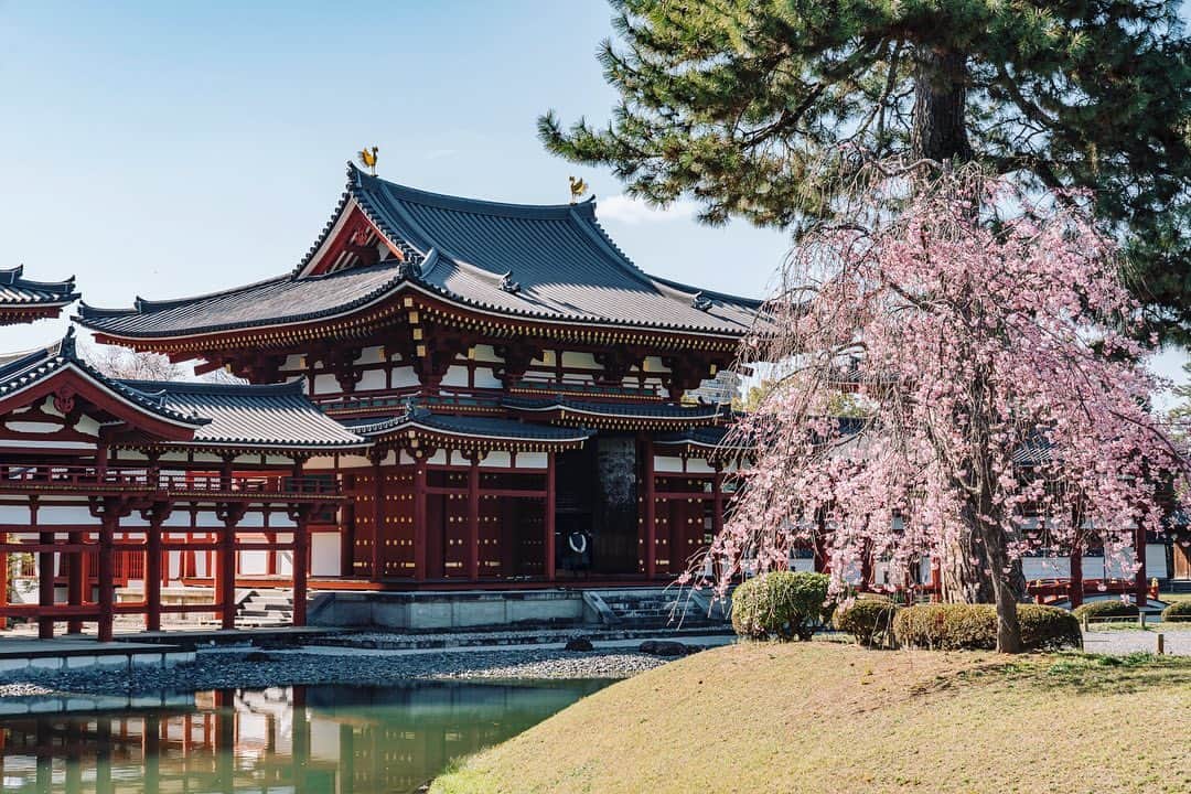 京都いいとこフォトのインスタグラム：「. 世界遺産・平等院。 桜に囲まれた鳳凰堂の姿は、日本の美を感じさせます。 . World Heritage Byodo-in Temple. The appearance of Phoenix Hall surrounded by cherry blossoms makes you feel the beauty of Japan. . Date:2023.3.28 Location:#平等院 #byodoin Photo:@iharalba .」