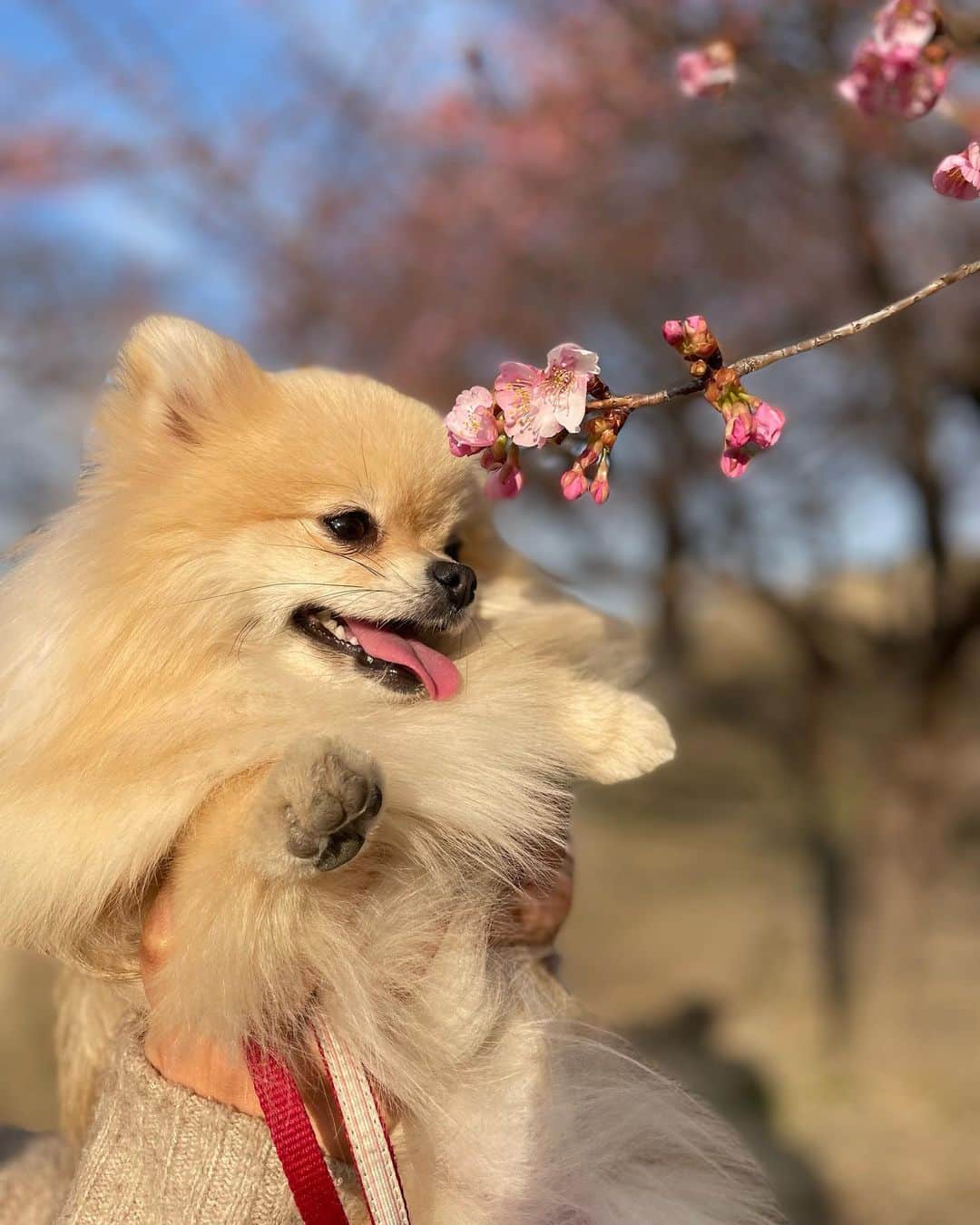新條由芽さんのインスタグラム写真 - (新條由芽Instagram)「赤レンガイベント LIFESTYLE with DOGS ありがとうございました！  あいにくの天気でしたが 楽しかった！  ボードやうちわでの応援ありがとうございました🫶 嬉しかったです🥹  #LWDwithSHEIN #SHEIN」4月8日 21時24分 - yume_shinjo