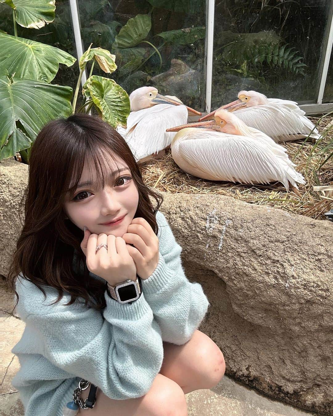 中明佑里花のインスタグラム：「ずーっと行きたかったのやっと行けた🥹💞 鳥も猿もカンガルーも全動物との距離が近くて可愛かったあああ これはペリカン 🦤❤︎ ご飯もあげたよ👶🏻  #神戸動物王国#神戸どうぶつ王国#ペリカン#ワオキツネザル#カピバラ#動物園#猿#鳥#神戸#神戸旅行#japan#japanesegirl#japantravel#japanlife」