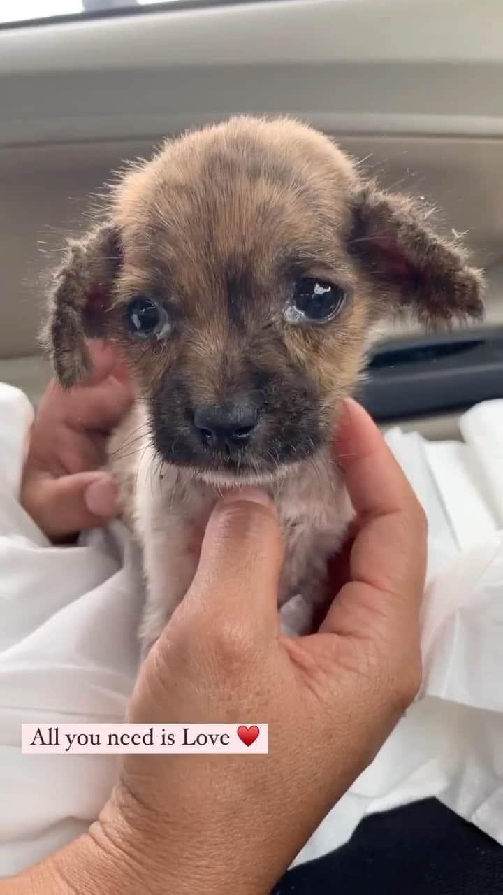 animalsのインスタグラム：「This is Minnie.. Rescued by @littlestepsmatter in 2022 🥹🤎 Minnie is now adopted and has found her forever home thanks to @littlestepsmatter 🫶 . Words from @littlestepsmatter from last year ⬇️ "How does it make you feel when you see a poor tiny puppy wandering the streets of Bali, desperate for something to eat and a safe place to hide from danger.  Minnie had no longer a family and no owner. It was heartbreaking to think of her being all alone, just wishing someone to offer a hand of help. We gave her that hand and rescued her.  Arrived at the vet in critical condition from the tough, short life on the street, her tiny body was close to giving up. A roller coaster of emotions, of heartache and of sleepless nights followed. Miraculously Minnie pulled through. In her eyes we saw hope. Hope for a better, kinder future. She wasn’t ready to leave us, she wanted to live, she wanted to be loved.  With lots of love in foster care, Minnie made a full recovery and blossomed into a healthy and beautiful little girl. Without fail, she makes the lives of everyone around her so much happier.  Now we only have one wish for Minnie to complete her furry tail story... and that is a forever family. Will you make her dream of unconditional love come true? 💫"」