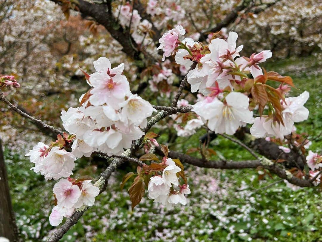 楪望さんのインスタグラム写真 - (楪望Instagram)「* 週末は家族で京都へ☺︎ 遅咲きの御室桜、最後の見頃でした🌸 桜吹雪に、桜の絨毯。 ピンク色に染まる古都に癒されてきました🍡 家族にも会えて良き時間過ごしています☺️ #家族旅行 #週末 #御室桜 #仁和寺 #京都 #kyoto #japan #trip #桜 #cherryblossom #🌸」4月8日 21時40分 - nozomi_yuzuriha_official