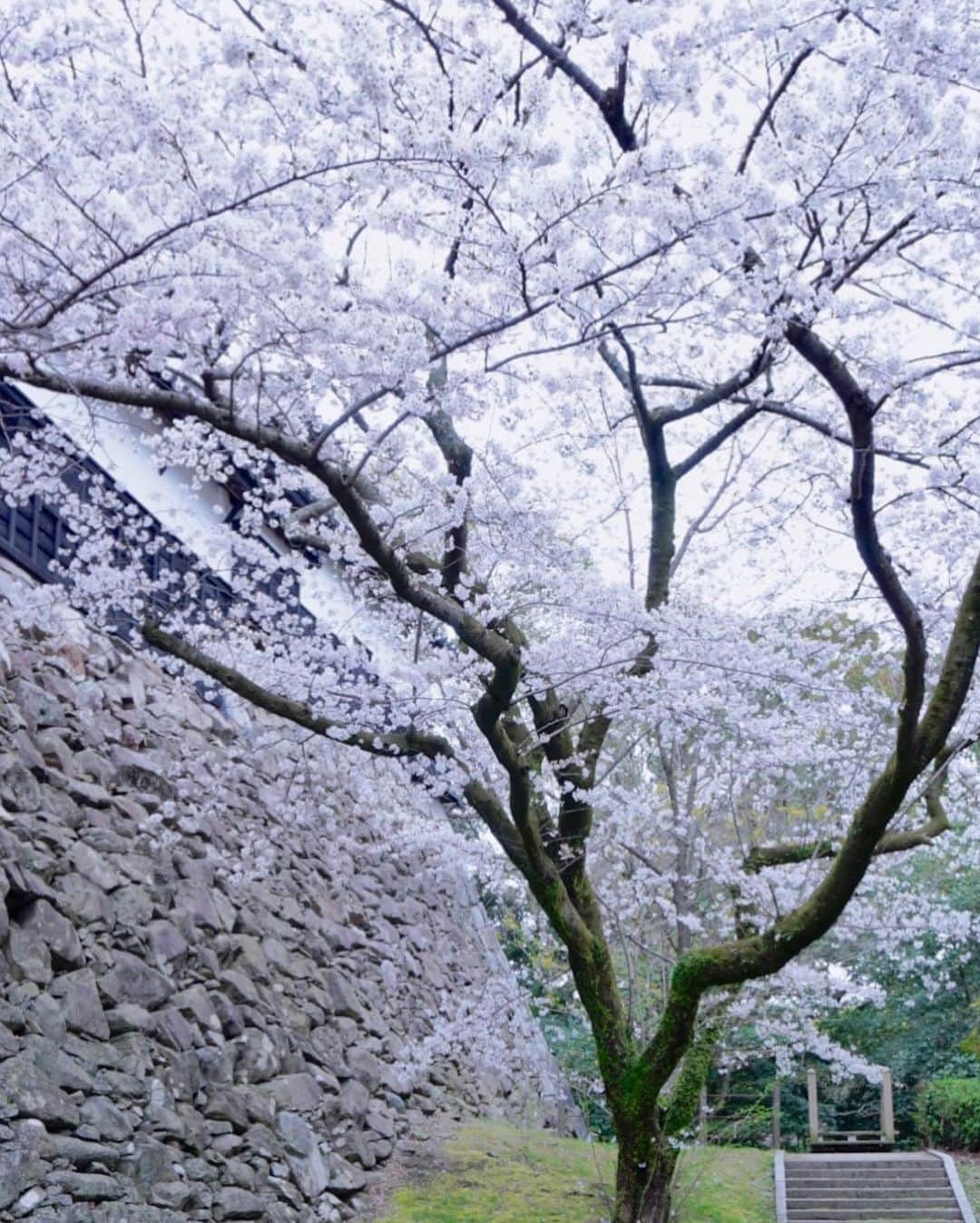 上野瞳さんのインスタグラム写真 - (上野瞳Instagram)「はじめて訪れた #舞鶴公園 🕊 #福岡城跡 でもあり福岡の中で桜の 名スポットとして有名みたいです🌸 ちなみに以前の福岡旅行で訪れた大濠公園と隣🌳 東京でいう皇居のような雰囲気かな🤔💭  この写真入って一番最初に撮ったのですが 出るときに初めて"私が入った入り口は 最も裏口"にある事が分かりました🤣笑笑  桜の名スポットっていう割に桜があんまり ないな〜と歩いていたら出るときに メインゲートに辿り着き、これは圧巻だわ🌸 となりました笑 その写真はまた投稿します🤣  #大濠公園 #福岡観光 #福岡 #福岡旅行 #福岡旅 #桜スポット #福岡城 #福岡城さくらまつり #城跡 #城跡巡り」4月8日 21時40分 - hitomi.8