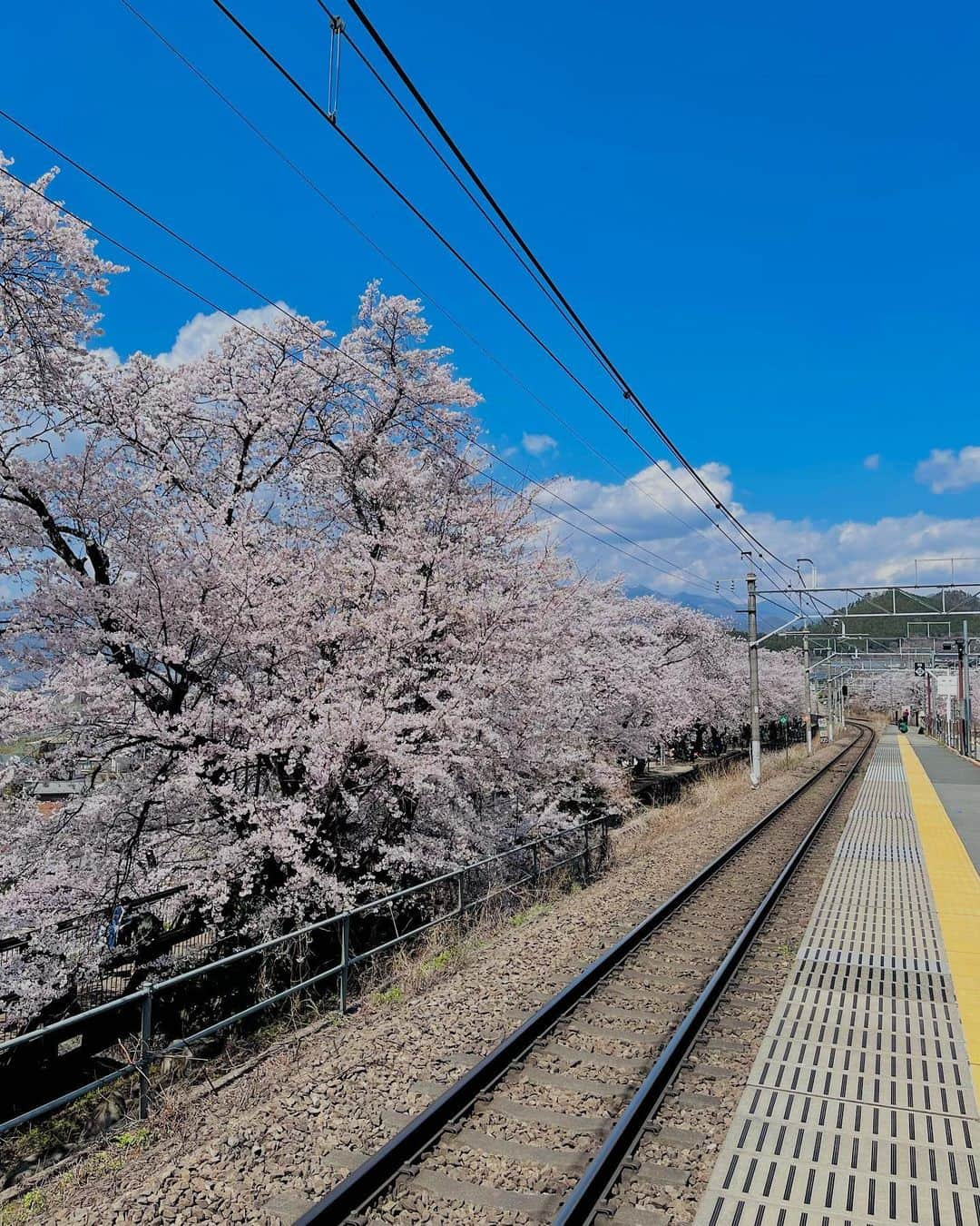 端田三奈未さんのインスタグラム写真 - (端田三奈未Instagram)「空を見上げて「あ、桜だ」と 季節を楽しめる余裕は持てるようになりましたねぇ🌸  #新倉富士浅間神社  #ぶどうの丘 #新倉山浅間公園  #目黒川沿い桜並木  #不忍池  #恵比寿 (多分)  今年の桜はお酒がセットだった記憶が🍷 山梨のワイン美味しかったな〜 お酒強くなりたいな〜  #社会人成長日記 #社会人3年目  #山梨旅行 #甲州ワイン」4月8日 21時52分 - scr_mi