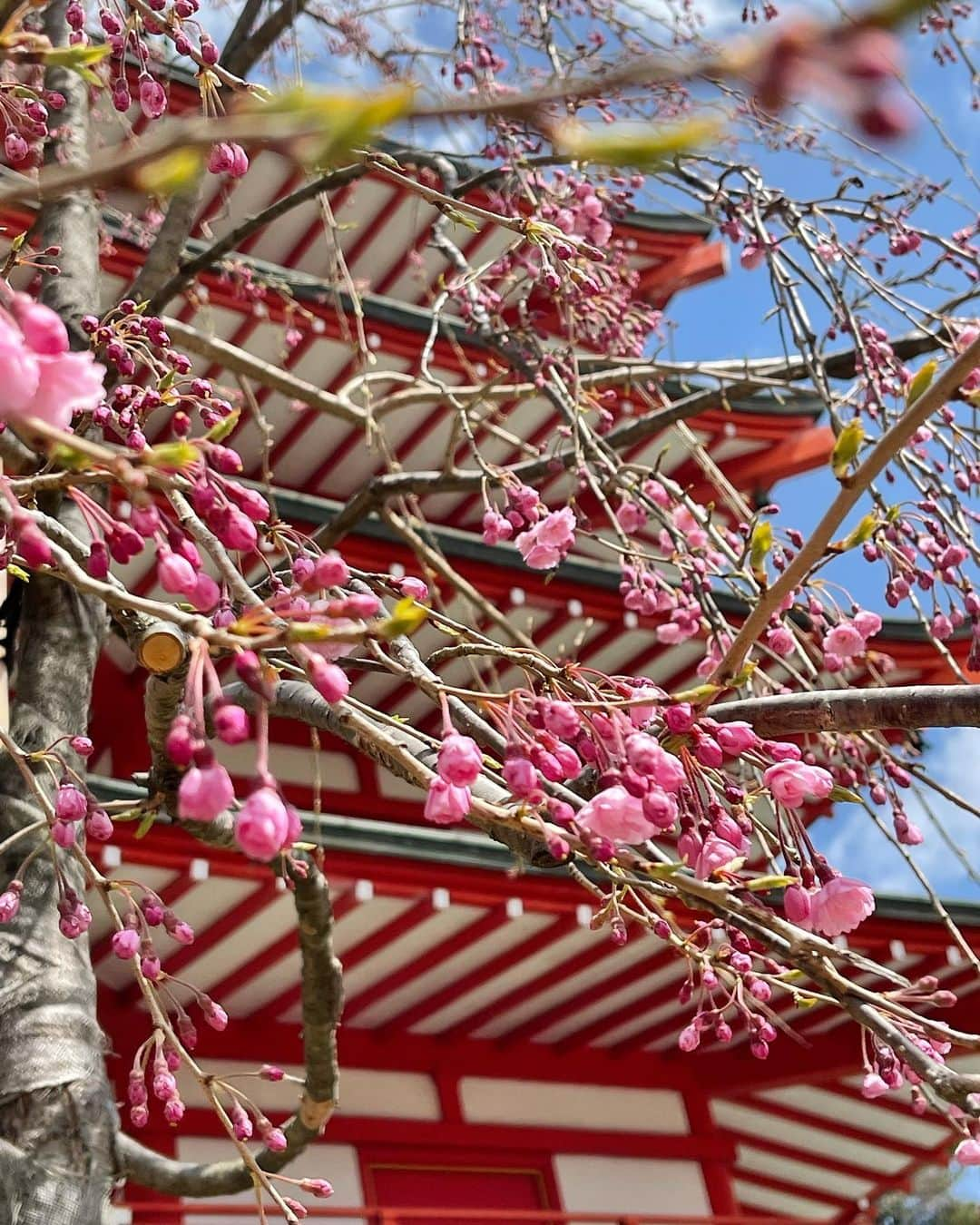 端田三奈未さんのインスタグラム写真 - (端田三奈未Instagram)「空を見上げて「あ、桜だ」と 季節を楽しめる余裕は持てるようになりましたねぇ🌸  #新倉富士浅間神社  #ぶどうの丘 #新倉山浅間公園  #目黒川沿い桜並木  #不忍池  #恵比寿 (多分)  今年の桜はお酒がセットだった記憶が🍷 山梨のワイン美味しかったな〜 お酒強くなりたいな〜  #社会人成長日記 #社会人3年目  #山梨旅行 #甲州ワイン」4月8日 21時52分 - scr_mi