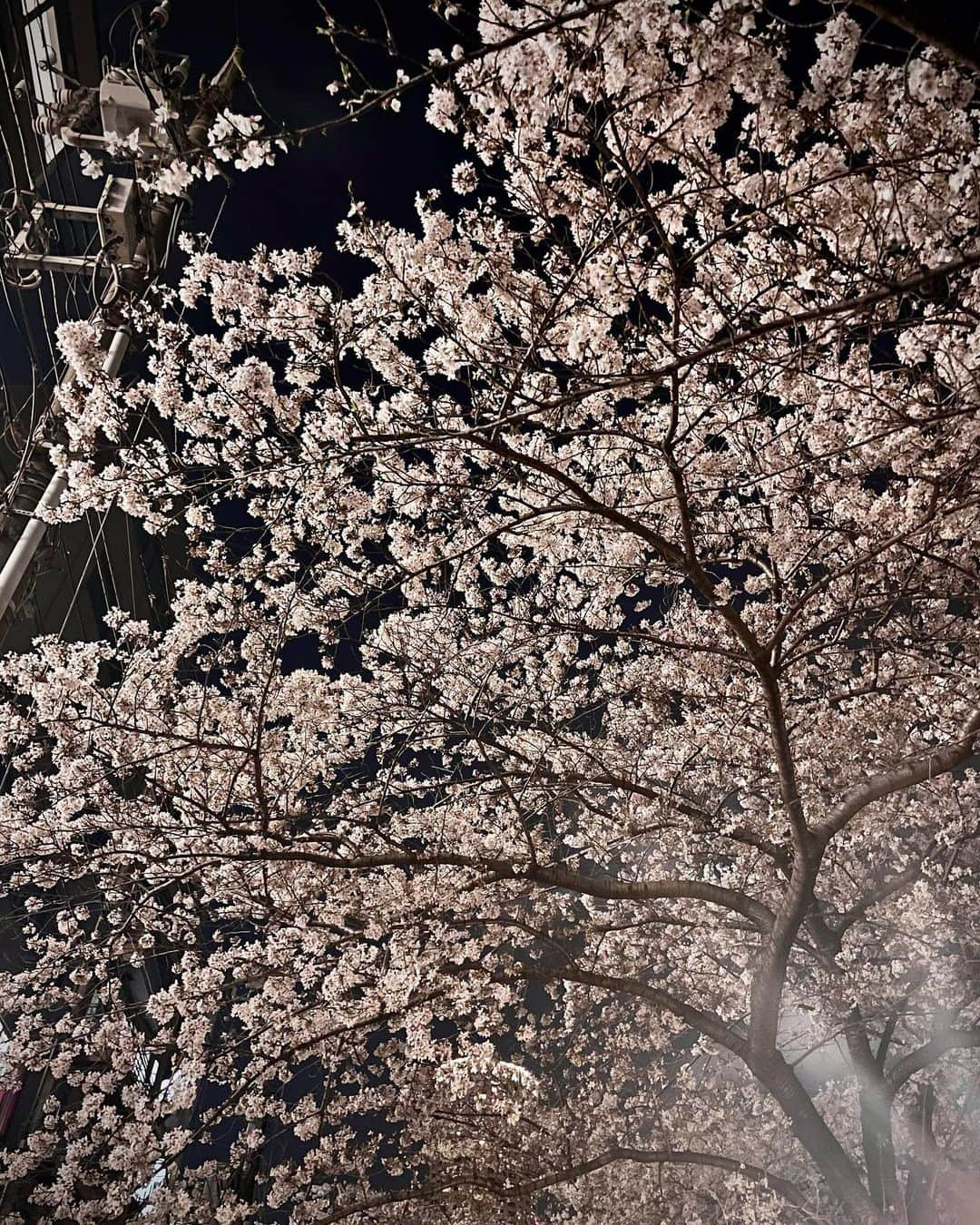 端田三奈未さんのインスタグラム写真 - (端田三奈未Instagram)「空を見上げて「あ、桜だ」と 季節を楽しめる余裕は持てるようになりましたねぇ🌸  #新倉富士浅間神社  #ぶどうの丘 #新倉山浅間公園  #目黒川沿い桜並木  #不忍池  #恵比寿 (多分)  今年の桜はお酒がセットだった記憶が🍷 山梨のワイン美味しかったな〜 お酒強くなりたいな〜  #社会人成長日記 #社会人3年目  #山梨旅行 #甲州ワイン」4月8日 21時52分 - scr_mi