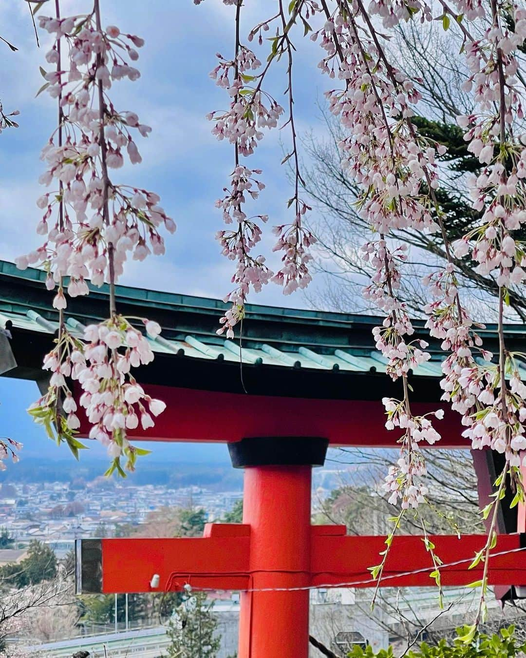 端田三奈未のインスタグラム：「空を見上げて「あ、桜だ」と 季節を楽しめる余裕は持てるようになりましたねぇ🌸  #新倉富士浅間神社  #ぶどうの丘 #新倉山浅間公園  #目黒川沿い桜並木  #不忍池  #恵比寿 (多分)  今年の桜はお酒がセットだった記憶が🍷 山梨のワイン美味しかったな〜 お酒強くなりたいな〜  #社会人成長日記 #社会人3年目  #山梨旅行 #甲州ワイン」