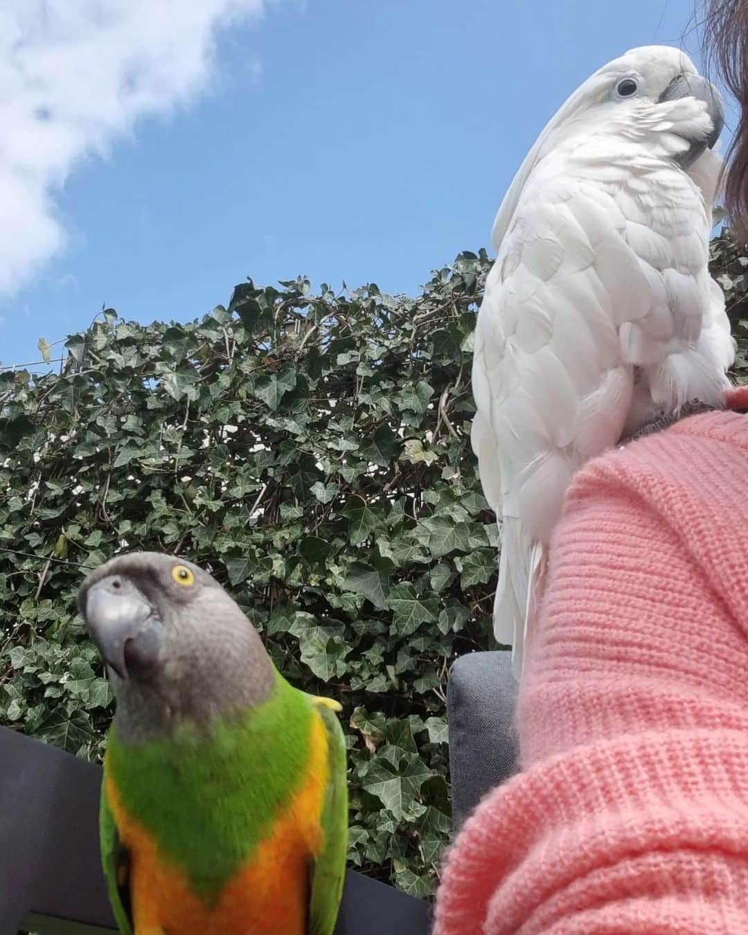 ? Enjoy Harley's Lifeのインスタグラム：「Enjoying outside @harleythecockatoo」