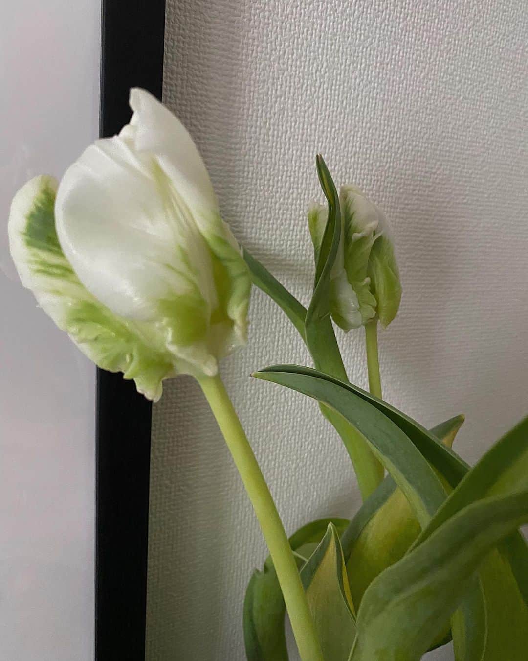 るっこさんのインスタグラム写真 - (るっこInstagram)「COSTCOで買ったチューリップ なんだかウネウネしてて花びらも不思議な形で可愛い。 チューリップ飾ると部屋が春っぽくなって嬉しいなぁ〜👨🏻‍🌾🌷  #rukoren_house」4月8日 21時54分 - rukkoooy