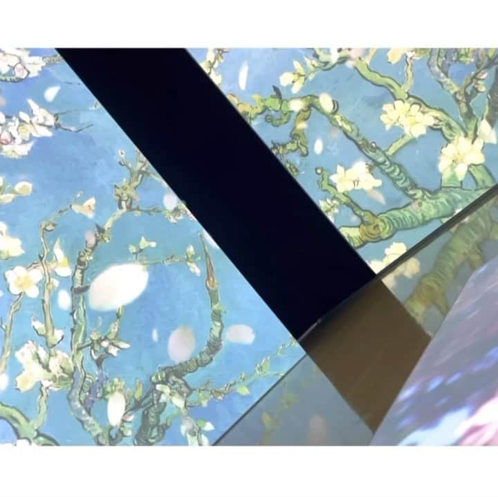 愛風ゆめのインスタグラム：「雨で、桜もはざくらに🌸🌱 この前観てきて、うわぁー🫢となった "花咲くアーモンドの木の枝"を🌳   @goghalivejp #ゴッホアライブ#ゴッホ　#ゴッホ展　#花咲くアーモンドの木の枝」