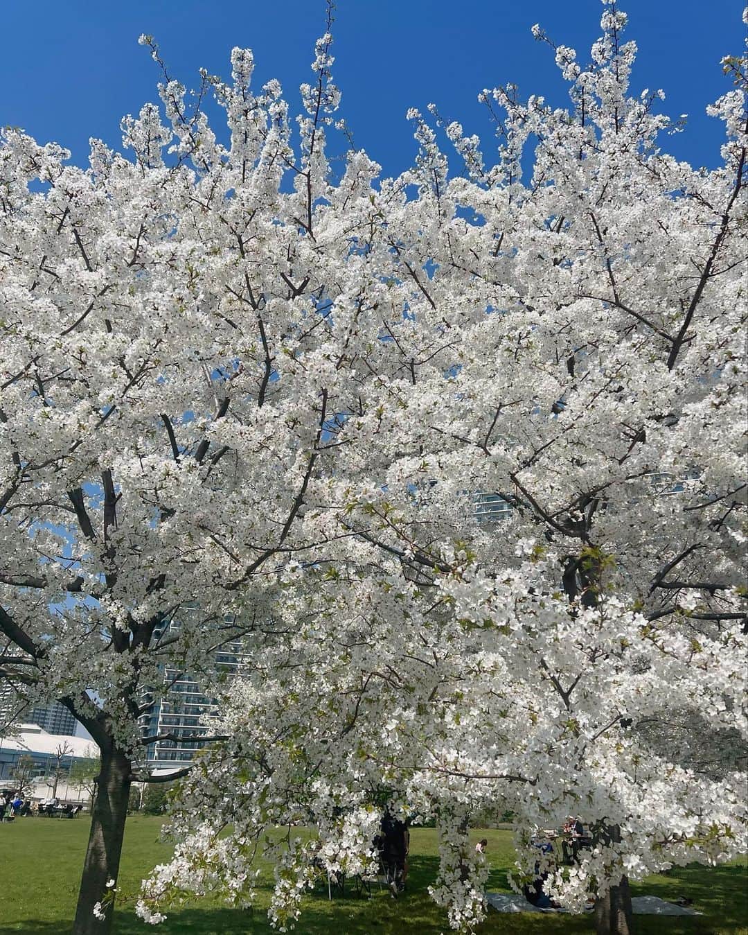 益田アンナさんのインスタグラム写真 - (益田アンナInstagram)「最近ハマりそうな朝ヨガ🧘‍♀️  この間までは桜も満開で最高のロケーションだった🥹🌸  #yoga#朝ヨガ」4月8日 22時06分 - anna_masuda