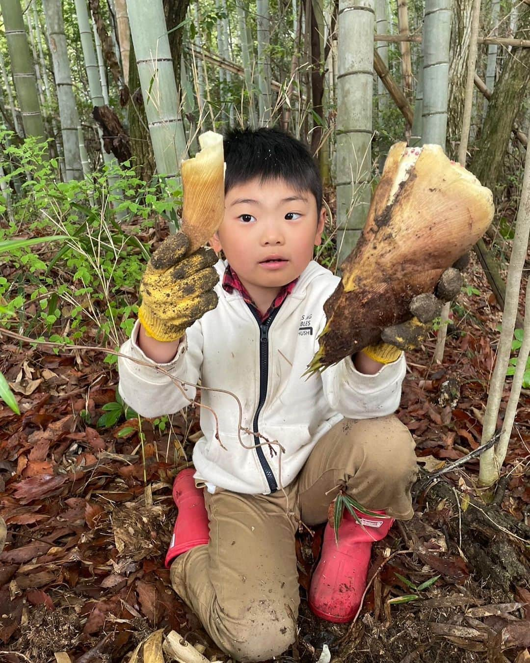 生島早織さんのインスタグラム写真 - (生島早織Instagram)「今朝は、町内イベントに参加させて頂きました❣️  今が旬✨✨タケノコ掘り〜✨  私は朝5時起き⏰ ゴルフの日に比べたらとくべつ早いわけではない😅 子供達は6時起き〜  起きて直ぐに朝食🍚 6時20分に自宅出発💨 集合場所へ🚶‍♂️  スコップ、シャベル、収穫袋などなど〜  昨夜の雨の影響もあり掘りやすかったかなぁ〜  筍を探すのは、目より足の裏〜👣  落ち葉の下に突き出たとんがりを探します‼️  見つけたら後は周りから攻めて掘るだけ〜💪 長男はシャベルでガンガン行きます‼️  次男は座り込んでスコップで少しずつ少しずつ🤏  これも性格の違い😊  楽しくて食べきれないほどの筍を持ち帰ってしまいました😅 お友達やご近所さんに貰って頂き、家中の鍋を使って湯がき作業🫕  明日の朝まで鍋ごと放置。 キッチンには、タケノコの浸かった鍋が並んでいます😅  タケノコ掘りの後は、ダッシュでお着替えして双子達野球の練習⚾️  8時からの練習になんとか間に合いました😅  暫くは、筍料理が🔪続きます🤣  筍ご飯 ワカタケ ゼンマイと筍 ふきと筍 筍の天麩羅 炒め物  筍パンとか作ってみる🥯⁉️  オススメあれば教えて下さい❣️  でも、食べ過ぎるとお肌が荒れるのよね😅  そういえば、我が家、イベントのない週末って無いなぁ〜 数年もしたら子供達は子供達の世界で付き合いで家族との時間も減るのよね⁉️ 今のうち今のうち‼️ と、イベントづくし❣️  明日⁉️  勿論イベントありです❣️  明日も子供達6時起き⏰  我が家に寝坊助さんは居ません🤣  私も早く寝なくっちゃ😅  ではでは、今日もお疲れ様でした😃  #双子育児  #双子それぞれ #双子兄弟 #双子あるある #双子ママ #双子パパ #たけのこほり  #旬です #町内イベント #筍料理」4月8日 22時28分 - saori.ikushima