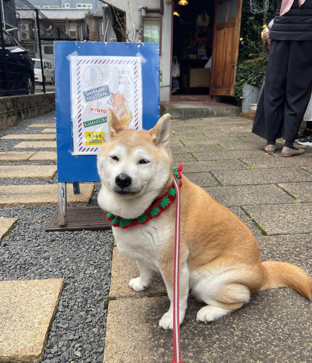 こなつさんのインスタグラム写真 - (こなつInstagram)「4月8日は柴の日❣️  東西古都柴犬祭りに京都まで。  @kyotodogcafe  さんで、きなこちゃんと会いました❣️ @kinakorin   きなこちゃんと一緒にランチしましたよー😋  * * #東西古都柴犬祭り」4月8日 22時29分 - makonatu