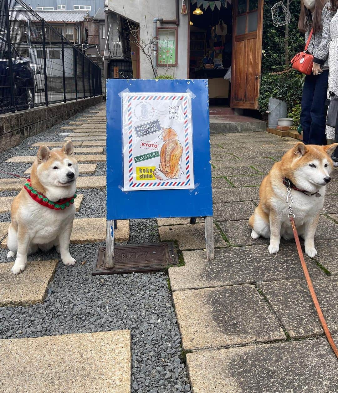 こなつさんのインスタグラム写真 - (こなつInstagram)「4月8日は柴の日❣️  東西古都柴犬祭りに京都まで。  @kyotodogcafe  さんで、きなこちゃんと会いました❣️ @kinakorin   きなこちゃんと一緒にランチしましたよー😋  * * #東西古都柴犬祭り」4月8日 22時29分 - makonatu