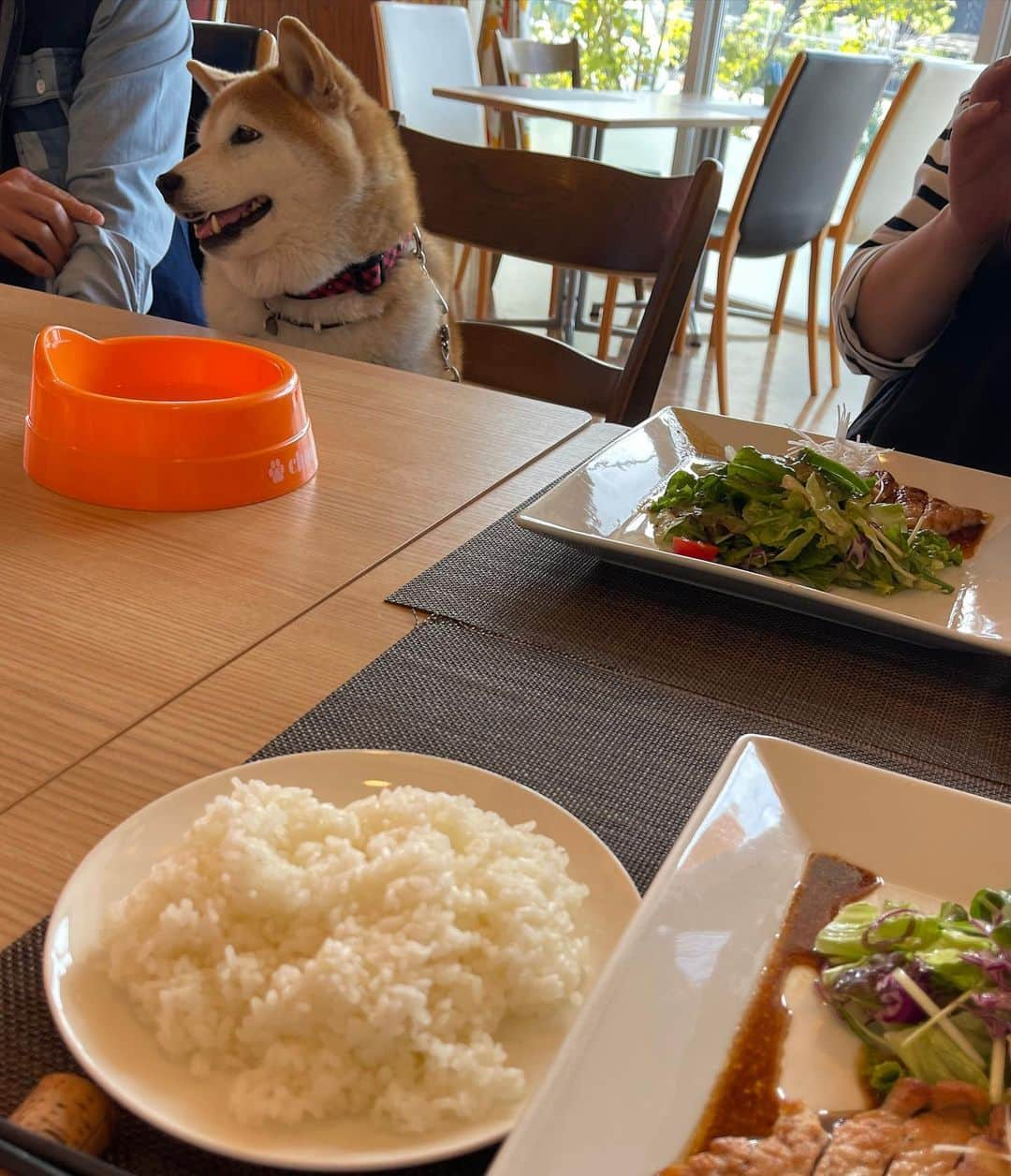 こなつさんのインスタグラム写真 - (こなつInstagram)「4月8日は柴の日❣️  東西古都柴犬祭りに京都まで。  @kyotodogcafe  さんで、きなこちゃんと会いました❣️ @kinakorin   きなこちゃんと一緒にランチしましたよー😋  * * #東西古都柴犬祭り」4月8日 22時29分 - makonatu