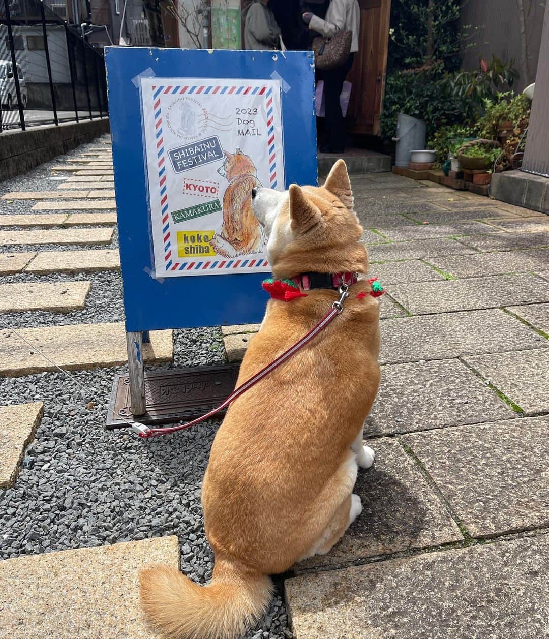 こなつのインスタグラム：「4月8日は柴の日❣️  東西古都柴犬祭りに京都まで。  @kyotodogcafe  さんで、きなこちゃんと会いました❣️ @kinakorin   きなこちゃんと一緒にランチしましたよー😋  * * #東西古都柴犬祭り」