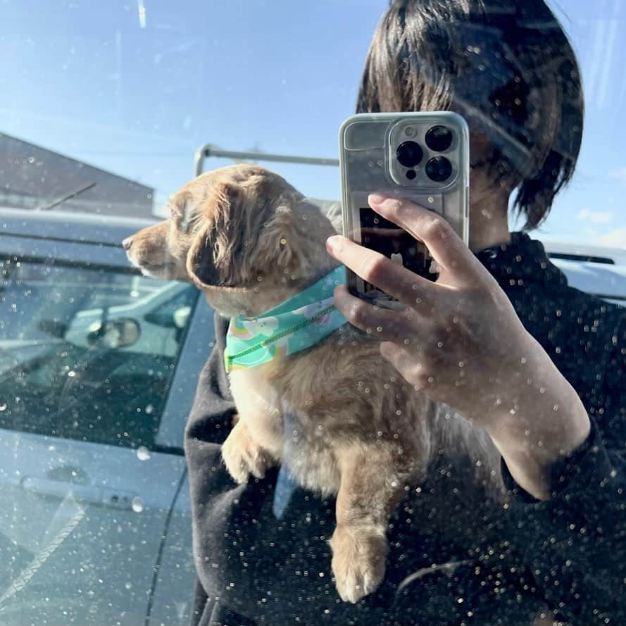 帆乃花のインスタグラム：「inu」