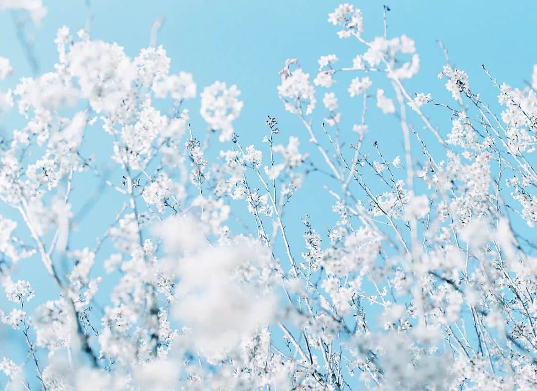 岩倉しおりさんのインスタグラム写真 - (岩倉しおりInstagram)「雪のような春の花。」4月8日 22時42分 - iwakurashiori