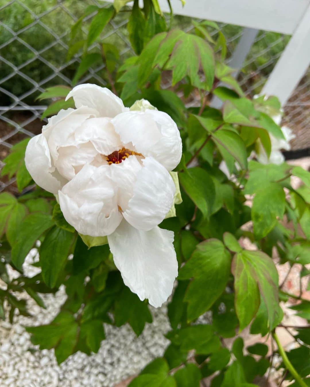 翠千賀さんのインスタグラム写真 - (翠千賀Instagram)「我が家の牡丹。 咲いてくれた！ 隣の芍薬はいつかなー。 大好きなお花。 牡丹と芍薬は本当に特別。  #牡丹　#花好き　#美しい花　#和　#好きな花」4月8日 22時51分 - chika.midori
