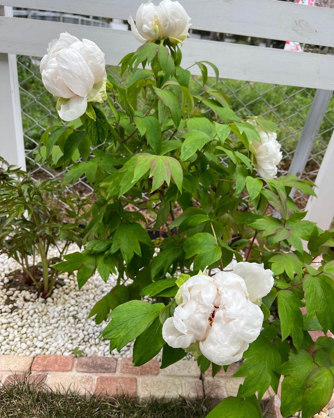 翠千賀さんのインスタグラム写真 - (翠千賀Instagram)「我が家の牡丹。 咲いてくれた！ 隣の芍薬はいつかなー。 大好きなお花。 牡丹と芍薬は本当に特別。  #牡丹　#花好き　#美しい花　#和　#好きな花」4月8日 22時51分 - chika.midori