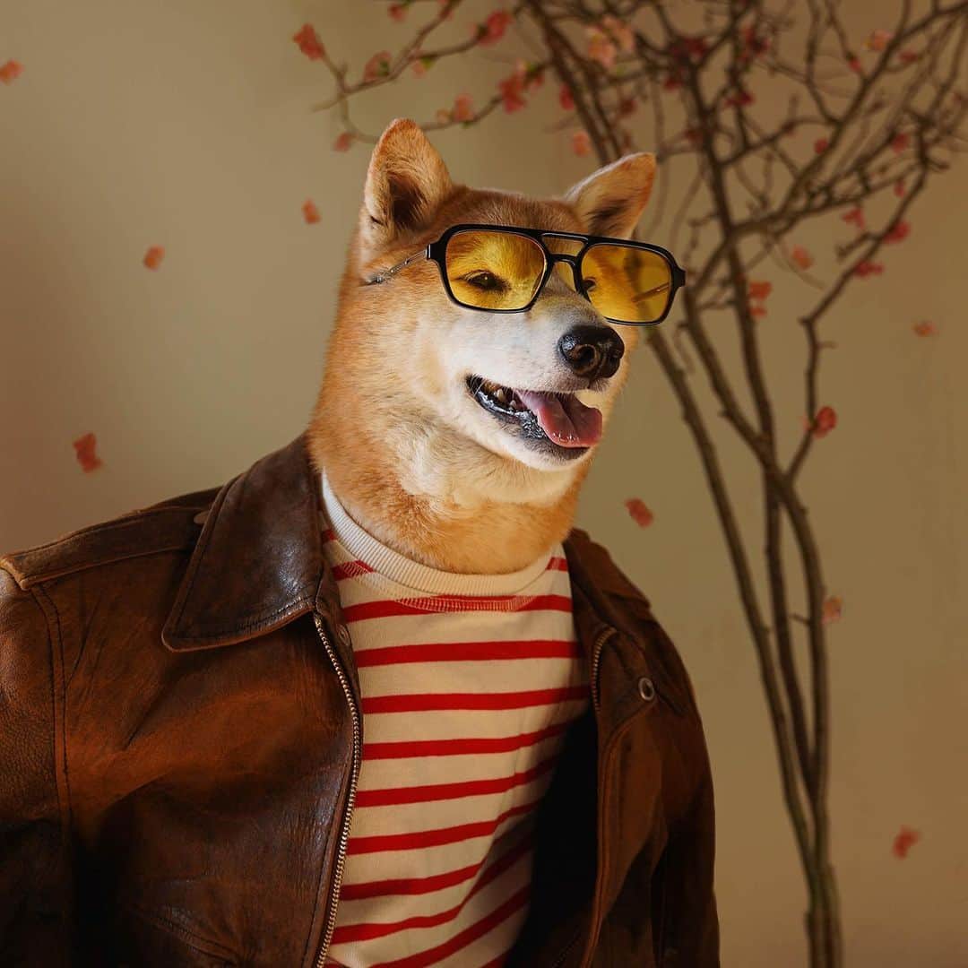 のインスタグラム：「Spring scenes from a Sunkissed Shibe 🌸🐾  #BodhiBlossom」