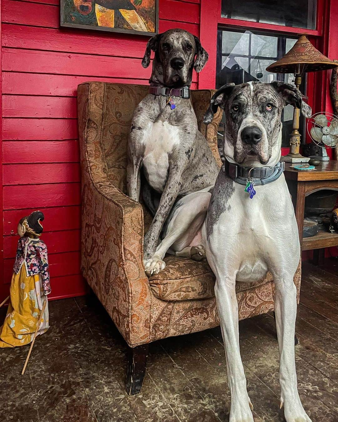 ジョン・スタンメイヤーのインスタグラム：「Me and my sister Eleanore are very sad that daddy @johnstanmeyer is gone for the the whole 2 months to his assignment in China.  photo by @abulidze   ##greatdane #great #goofy #goofygoof #goofdogs #berkshires #love #lovedaddy #miss #friends」