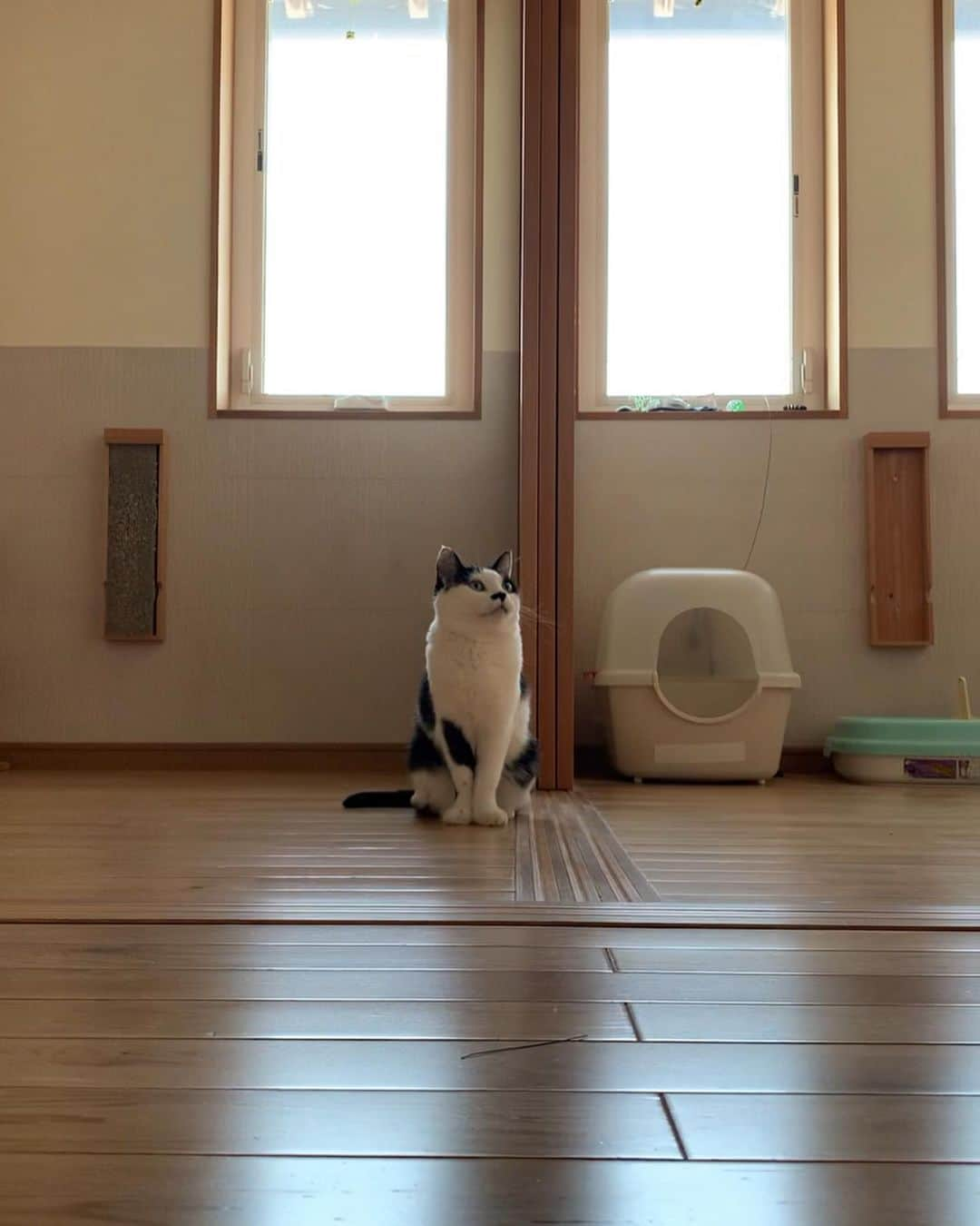 くるねこ大和さんのインスタグラム写真 - (くるねこ大和Instagram)「トイレ大富豪の遊び おもちゃは質素な紙玉です。  #胡マさん  #トイレ大富豪」4月9日 10時15分 - kuru0214neko