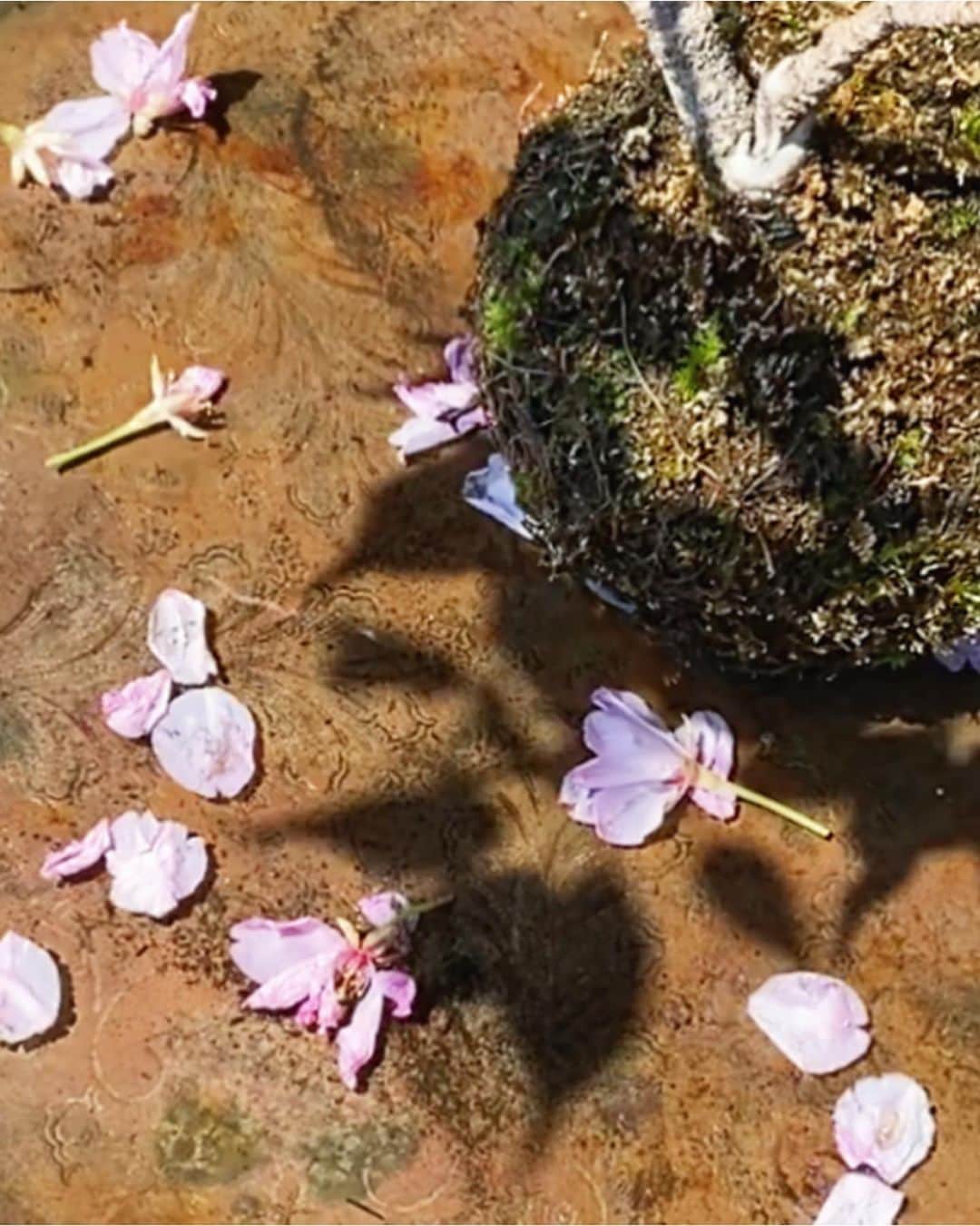 松本孝美さんのインスタグラム写真 - (松本孝美Instagram)「朝からスカッと晴れて 気持ちの良い日曜日  ちょっとひんやりしていますが 私はこれくらいの方が過ごしやすいのでありがたい  苔玉の桜が散り もみじはますますボリュームアップして 間引く葉も増え、花瓶も増え  ナニワイバラの一番花が咲いたと思ったら、ひどい風と雨で傷だらけになり 詰んできたのを、年末からずっと元気な ヒカゲノカズラの横に置きました  マジックアマリリスはこの2輪が最後 葉も2枚出てきています 土に植えた、一昨年の球根からは めでたく蕾が！  ここ1週間のうちの植物事情でした  #t_mimi_plants  #t_mimi_decor  #桜#苔玉#紅葉#青紅葉#ナニワイバラ#ヒカゲノカズラ#マジックアマリリス#球根#花#植物 #kokedama#flowers#plants」4月9日 10時15分 - t_mimi1414