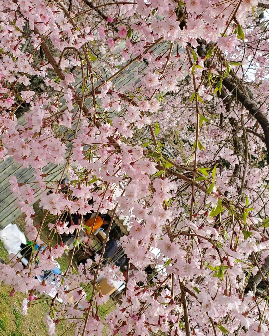 広瀬みくさんのインスタグラム写真 - (広瀬みくInstagram)「お花見🌸   めっちゃキレイやった(*´―`*)♡       #桜 #春 #お花見 #桜まつり #きれいな景色 #公園 #山中渓 #おでかけ #キャンギャル #レースクイーン #ホワイトコーデ #sakura #spring #japan #🌸 #japanesegirl #fashion #promotionalmodel」4月9日 10時13分 - miku__hirose