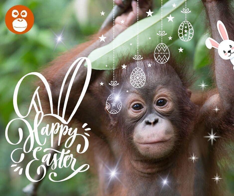 OFI Australiaのインスタグラム：「Happy Easter with love and  big orangutan hugs from all at OFI Australia 🧡」